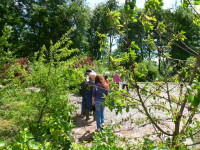 Open gardens 9th June 2012_004_1.JPG